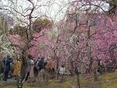 早速ですが、一枚目は旅行記にあるまじき目的地からの写真です。
場所はしだれ梅の名所、城南宮です。
竹田駅から徒歩で15分位、周辺は普通の住宅地であり高速道路をくぐって到着します。

