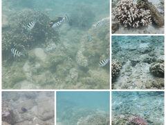 昼頃再度前浜に行って
適当に水浴びして魚達と戯れて