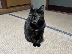宿に戻り、レモンサワーを飲んでると、また入れ替わり立ち替わり猫ちゃんがあいさつにきてくれます。この子が「めろん」この子が一番懐いて？くれました。いっぱいくっついてきてくれて嬉しかったです。