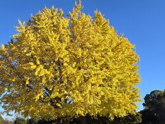 公園中央には大きなイチョウが見事ですね