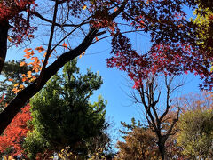 多摩川台公園内の紅葉。ちょうど見ごろを迎えている。12月も中旬なのに。