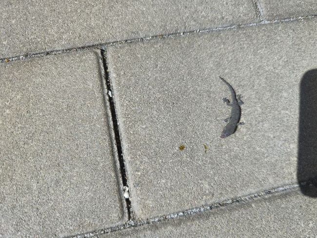 ヤモリだ！！すごい！初めてみたｗｗｗサンショウウオみたいｗｗ<br />全然動かないけど大丈夫かな？干からびてない？