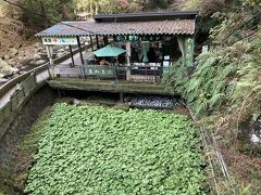 わさび直売店
このわさび畑はお店の所有だそうです