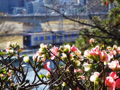 この花何かな、ボケの花かな？
背景は東急目黒線