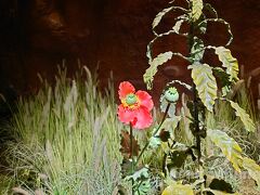 お寺の参道脇にあった、麻薬阿片博物館。
レプリカのケシの花。初めてみたけど鮮やかな花だ。
