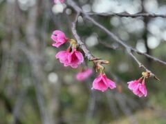 令和6（2024）年1月27日、名護桜まつり。