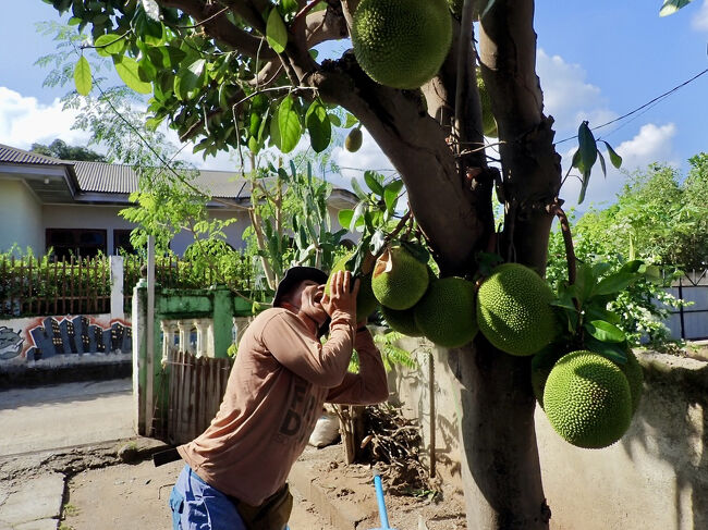 庭に生えていた大きなジャックフルーツの実。<br />美味しいかな？<br />(掲載許可済み)
