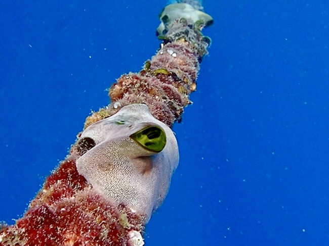 自分もロープに従いながら海に潜ります。