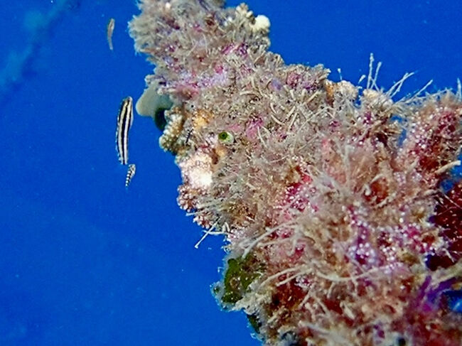 沈めた船に付けられたロープな、色々な生き物が付いています。