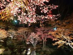 暗くてわからないけど紅葉だと思います。