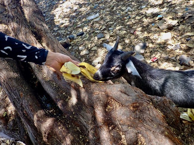 やって来た子ヤギが美味しそうにバナナの皮を食べます。