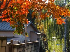三浦坂の柳と坂の上の桜の紅葉
この辺りはかつて、美作国（現岡山県北部）真島郡勝山二万三千石の藩主・三浦家の下屋敷があったことからその名が付いたといわれます。
因みに、この辺りは真島藩に因んで真島町（現：谷中二丁目）といいます。
