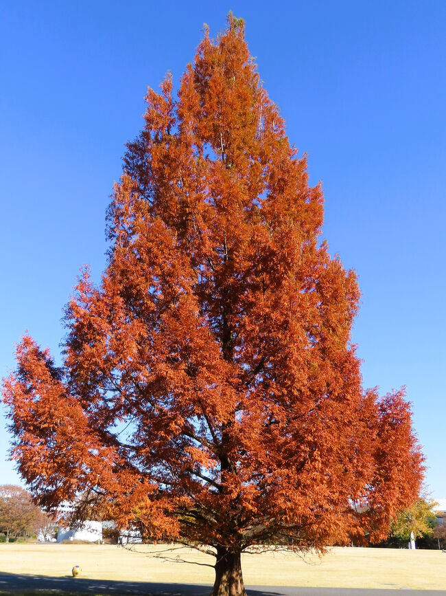 年代物の観賞木 木石 炭化木 珪化木 1700万年前 木の化石 茨城県産 水石 鑑賞石
