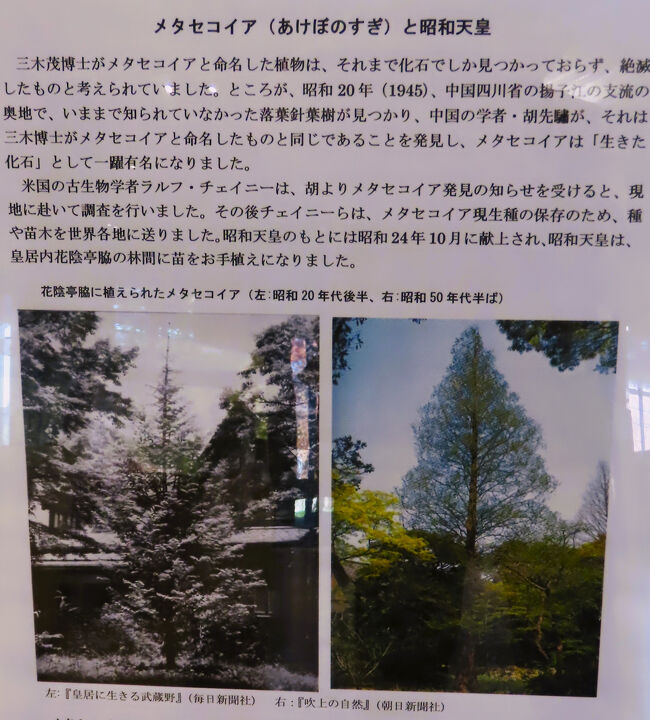 国営昭和記念公園-2 メタセコイア 化石に残る古木‐茶金色