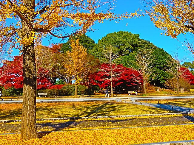 国営昭和記念公園-2 メタセコイア 化石に残る古木‐茶金色