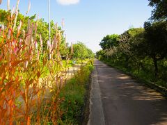 国場川左岸に整備された「漫湖公園 古波蔵地区」に来ました、

地元の方々のジョギングや散歩コースに成っているんでしょうね～、私も朝の散策にやって来ました！。

＊詳細はクチコミでお願いします