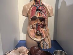 なかなかグロテスクな人体模型（自分ではめる）です。