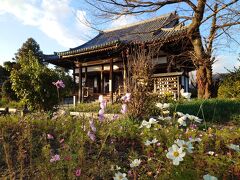 円成寺を後にして奈良市街に戻ってきました。途中で般若寺に立ち寄りました。コスモスで有名なお寺だそうです。なんと12月中旬でも咲いているコスモスが。