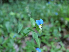 佐渡旅行三日目

宿根木にある宿　「御宿　花の木」　を出発