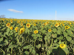 観光農園花ひろば・・・ひまわり　日本最大級の花畑

12月でも　ひまわり見られると聞いて　来園

入場料　800円（リロクラブ会員　100円引き）

菜の花摘み放題　ひまわり5本　ガーベラ5本持ち帰り　付き

プラス300円で　園内のヤギのエサやり体験　可能

2頭のヤギはおなかすかしていて　顔を出してきて　おねだり

あっという間に　食べちゃう始末

その後摘み取り体験　堪能

ほぼ貸し切り状態で　青い空と鮮やかな景色　散歩プラスで体感

野菜の直売所も併設　かなりリーズナブルなプライス

南知多のお花畑　どの季節も感じられるスポット