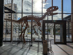 ＪＲ福井駅の中に入ると、骨格の標本がありました。
逆光で写真を撮影したら、何だか味のある感じになりました。
フクイラプトル・キタダニエンシスだって。
これまた、覚えられないけどね。