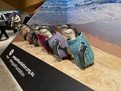 日が沈みかけたころ、ペンギンを見に行きました。
実物のペンギンは撮影不可のため写真はありませんが、とっても可愛かったです。
小さい身体で一生懸命歩く姿に心を打たれました。。。
また、フィリップ島の夜は、星がとってもキレイでした。
ツアーに参加して、メルボルンの大自然を楽しむことができました。
