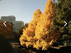 日比谷図書館脇の燃え立つような黄金の銀杏は圧巻