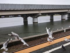だいぶ酔ってしまい、新所原方面の電車に乗って移動中に何を思ったのか浜名湖佐久米駅で下車して逆方向（掛川方面）に乗り換えるという奇行に。よく考えたらさっきの飲み放題は原酒（基本的にアルコール度数が高い）でした。ユリカモメと浜名湖を眺めて酔い覚まし。あとで知りましたが、この駅はユリカモメの名所らしい