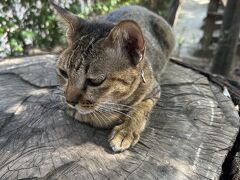 アユタヤーロムというお店で、ランチ