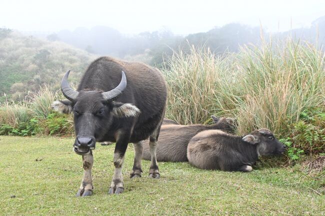 20分ほど進んだところで陽明山牧場に近づいてきたのか水牛があらわれました。