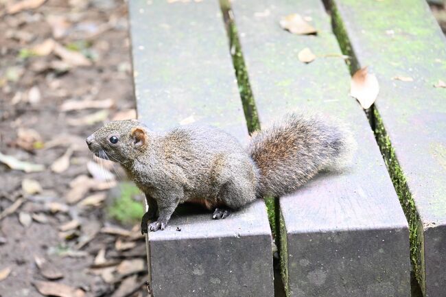 餌を求めているのか、結構近づいてきます。