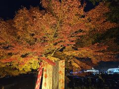 紅葉のライトアップもありました。
今年は紅葉が遅かったから、キレイ。
