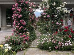 2024年5月撮影。
ベクちゃんが、六甲ガーデンテラスに行った写真がアップされて、早速行こうとしたのですが、この日はあまり時間がなくて、断念。
ちょうど、RICローズガーデン(六甲アイランドバラ園)が見頃と聞き、行ってみました。
