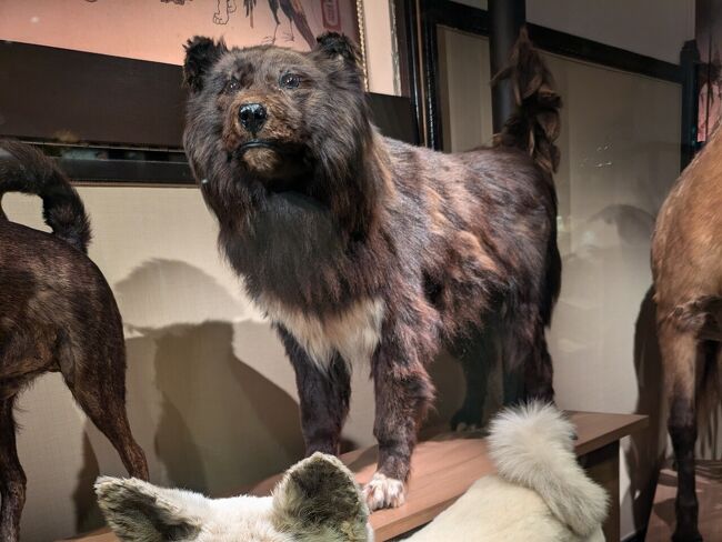 そして・・・ハチ公の上には、南極物語タロとジロの、ジロのほう。夫婦には「えっ！帰ってきたん？」と驚きと疑いの目をしているように見えます。