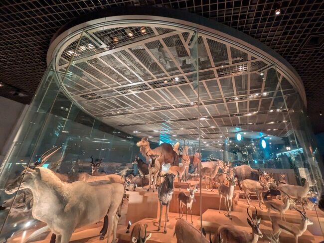 どうぶつ好きの夫婦は、まずは地球館3階へ。