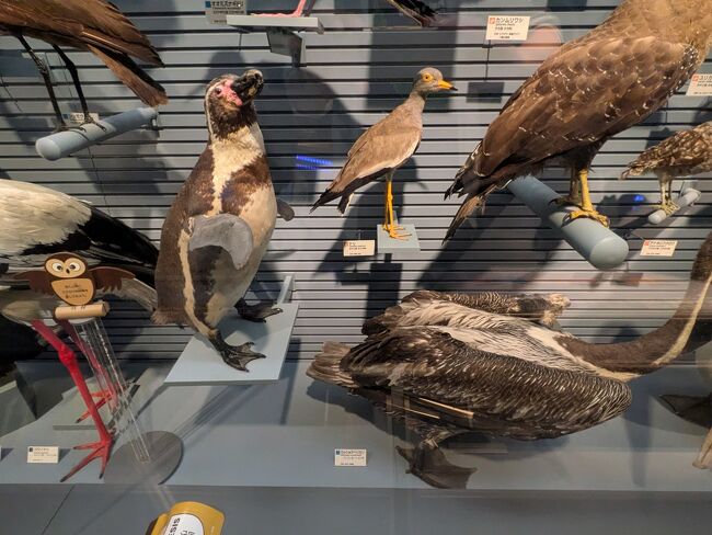 鳥コーナーには、夫婦のとりわけ好きなペンギン発見！フンボルトペンギンだよね？