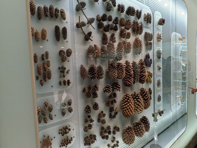 松ぼっくりコレクションの前で、ママが息子に「メルカリで高く売れるよ」と言っていた（笑）余所のご家族の教育方針に何も言うまい（笑）