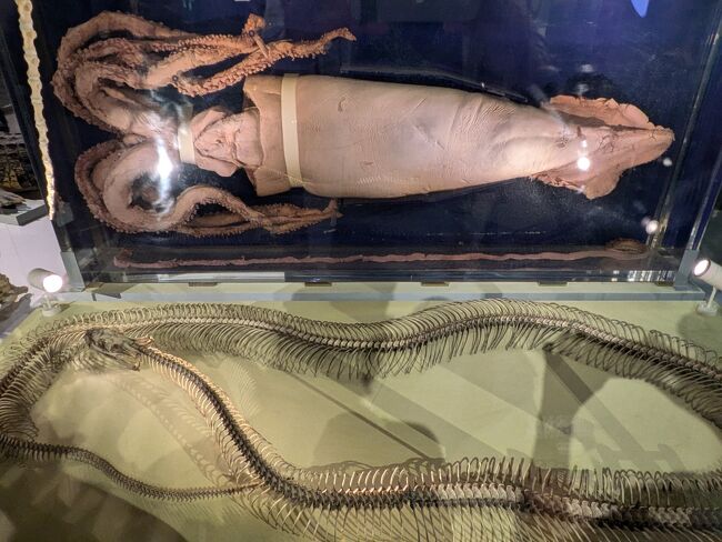 下がリュウグウノツカイの骨で、上がダイオウイカ！先ほど、マッコウクジラに丸い傷をつけたのは、こいつの吸盤だという。