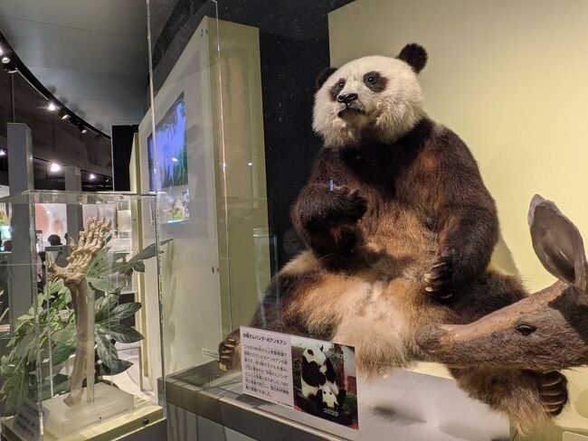 上野にはパンダが似合う。しかも、上野動物園で皆さんを迎えてくれたホアンホアンさんです。