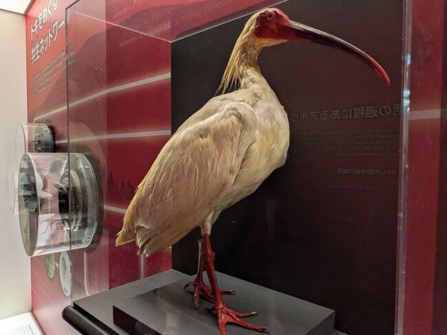 ニッポニアニッポンだ！佐渡に行きたい。