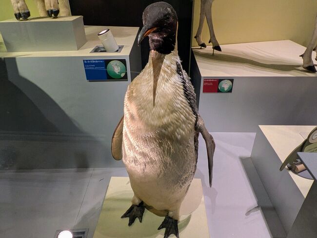 コウテイペンギンの親鳥が登場しました。1ヶ月半前に名古屋港水族館でもお会いしたよ。
