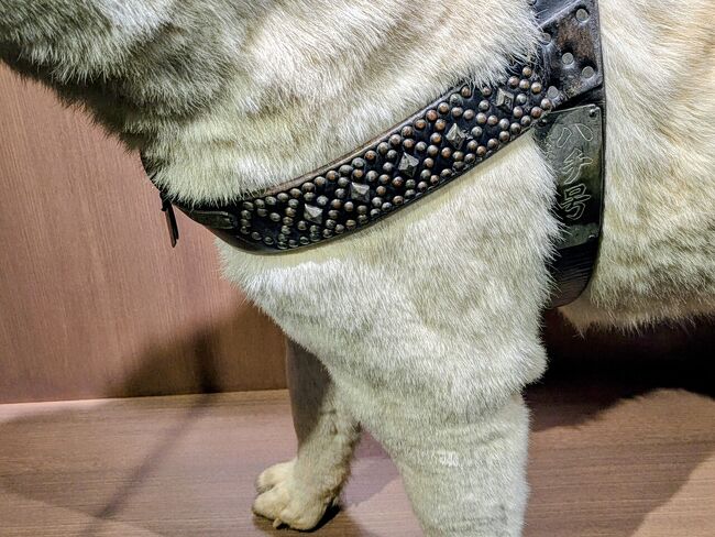 首輪に「ハチ号」って、彫られている。号。カッコいい。