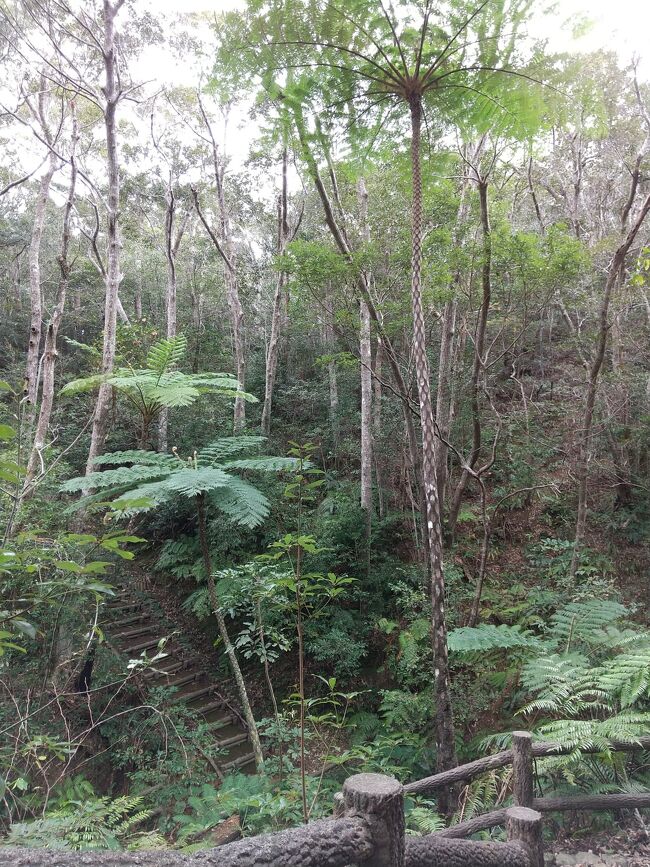 コース上にはこんな植物も。<br />写真はコース順ではないので悪しからず。