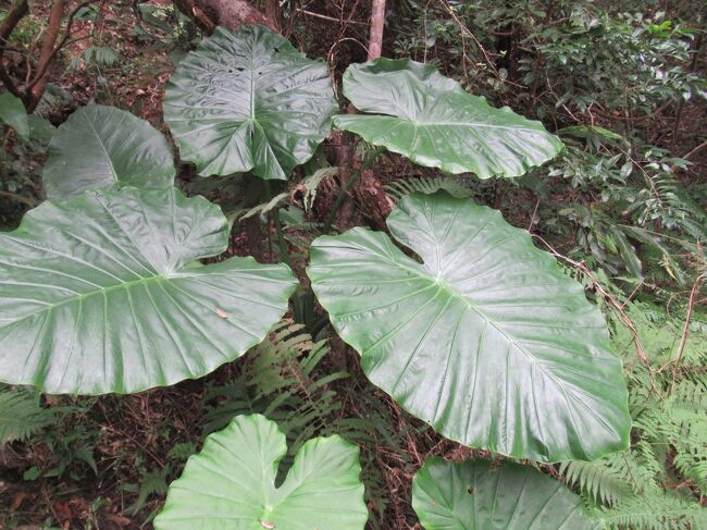 大きなフキみたいな植物。