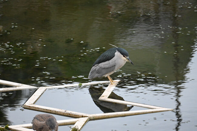 ホテル前に池に戻ってくると鳥が結構いました。<br /><br />昨晩池でアクセントになっていた白い模様のところに鳥がとまっていました。<br />こちらはゴイサギでしょうか。