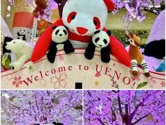 上野駅は桜とパンダでデコられてた。
可愛い。