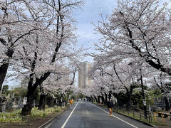 そして、やっぱり一番きれいだったのは、谷中霊園。