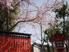 北野白梅町駅から嵐電に乗って車折神社へ
ちょうど河津桜が見ごろでした