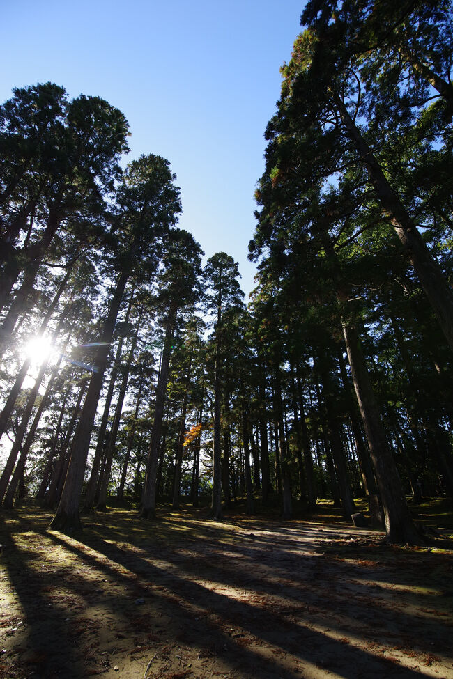 杉林は朝ドラにも出ていたそうです。ここは旧本丸跡で、パワースポットとしても有名なのだとか。なんとなくパワーをもらえた気がします。