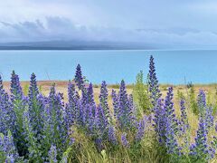 テカポ湖からマウントクックまでは約1時間30分です。もう少しドライブ。

テカポ湖を過ぎ、もう少し進んだところに再び美しい湖が。

こちらは「プカキ湖」。
大きな湖沿いに道路が通っていて、至る所に眺望スポットの駐車場が整備されています。
